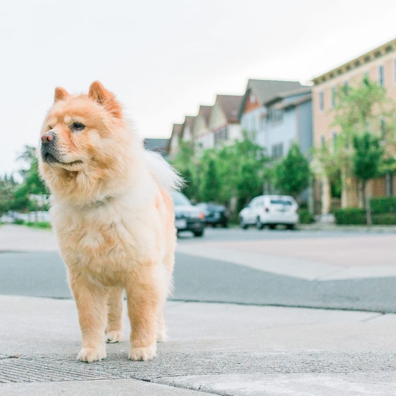 a photo of a brown chow chow dog standing on a sidewalk