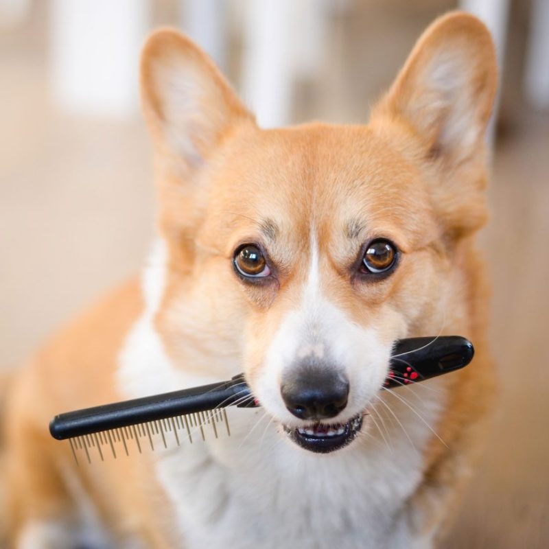 A corgi holding a comb in it's mouth.