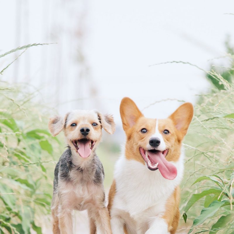 photo of two puppies running joyfully toward the camera