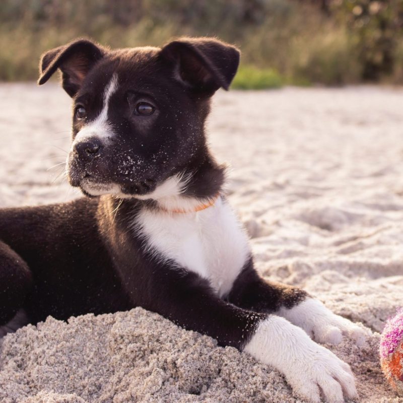photo of a short-coated black and white dog laying on a beach with it's toy ball off to the side.