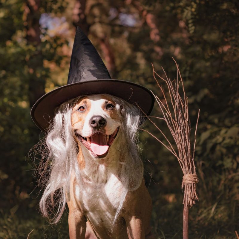 Dog dressed as a witch