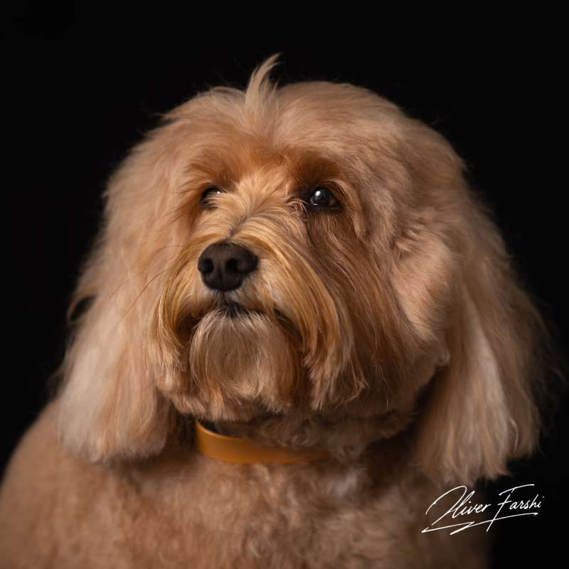 Photo of a well groomed doodle