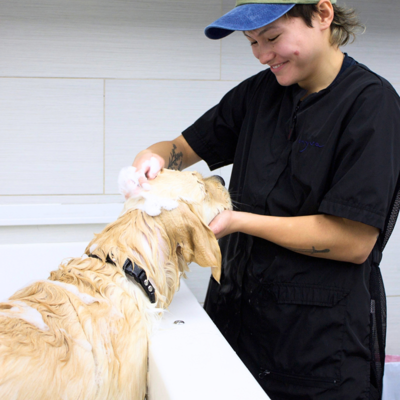 Golden retriever being bathed by a dog stylist